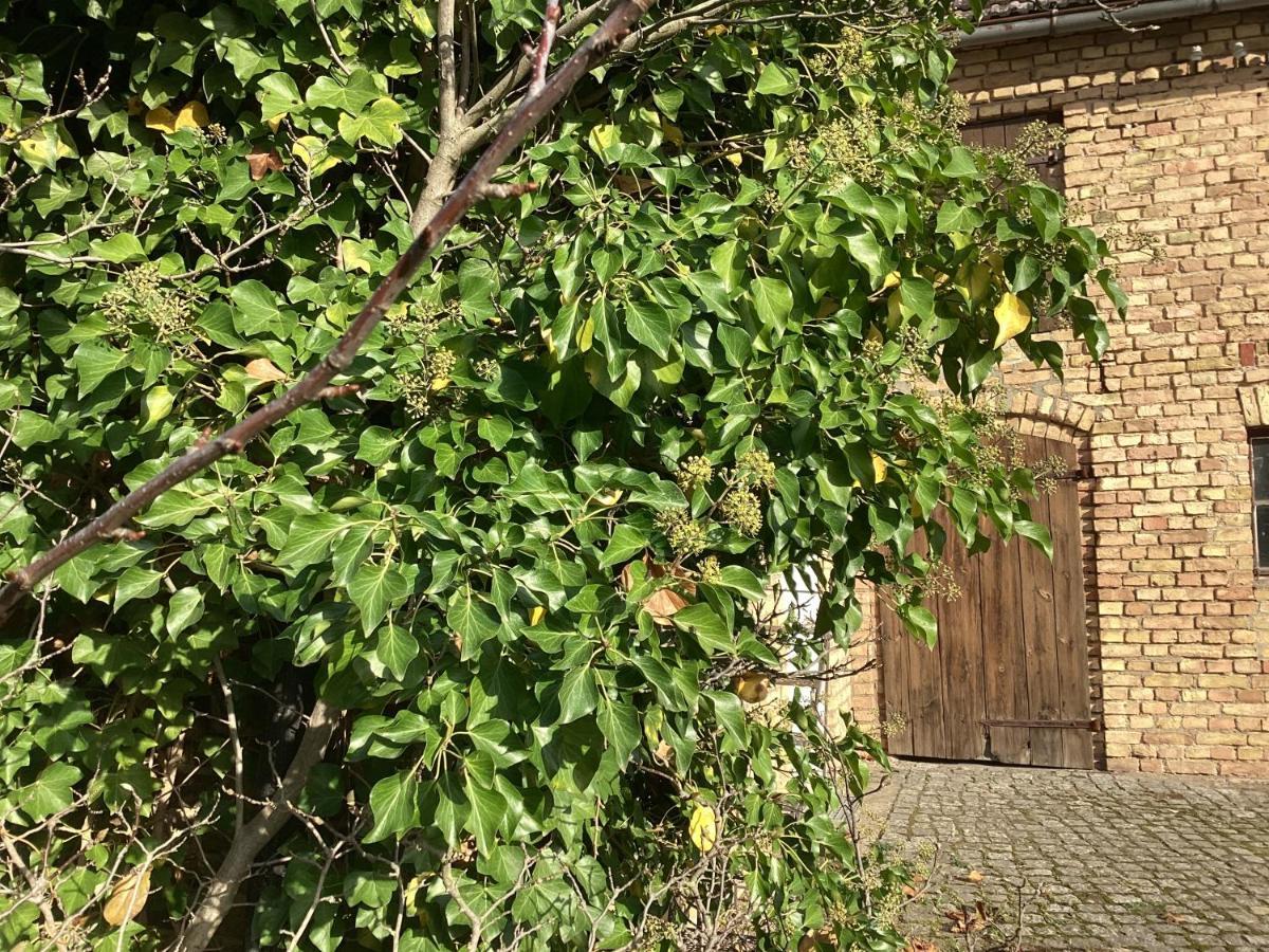 Appartamento Haus Lies Rehfelde Esterno foto